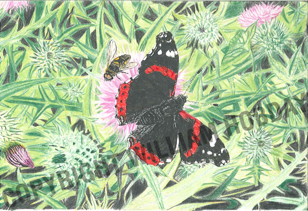 Butterfly and Thistle